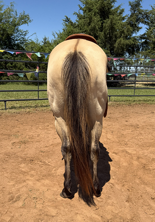 HorseID: 2312372 Chexx Patty Cakes 3 Year Old Dunskin - PhotoID: 1098048