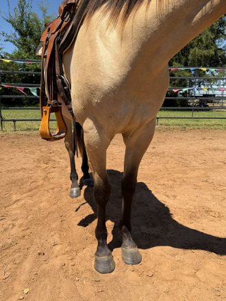 HorseID: 2312372 Chexx Patty Cakes 3 Year Old Dunskin - PhotoID: 1098049