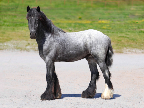 HorseID: 2312374 GC Royal Blue - PhotoID: 1097462