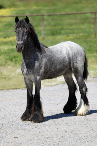 HorseID: 2312374 GC Royal Blue - PhotoID: 1097463