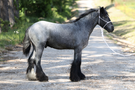 HorseID: 2312374 GC Royal Blue - PhotoID: 1097464