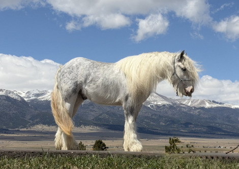 HorseID: 2312375 LCs Chilled To The Bone - PhotoID: 1097467