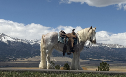 HorseID: 2312376 Rooster - PhotoID: 1097468