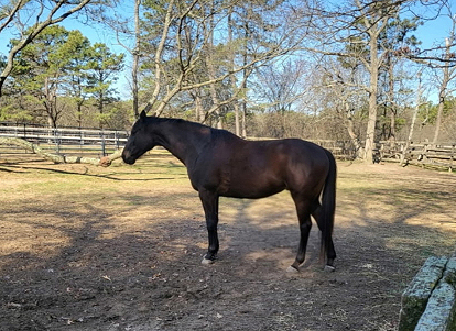 HorseID: 2312379 Sir Daniel - PhotoID: 1097472