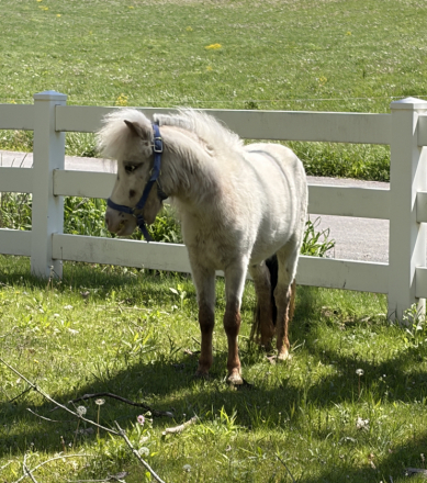 HorseID: 2312385 OWA Adonis - PhotoID: 1097474