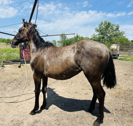 HorseID: 2312391 RJP MagneticMetallic - PhotoID: 1097477