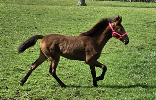 HorseID: 2312393 DARRAHS Satin Traveler - PhotoID: 1097479