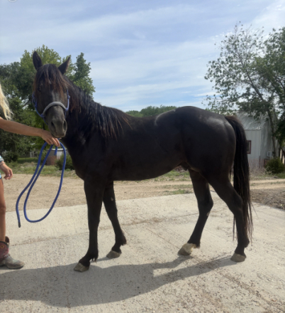HorseID: 2312395 Deisel - PhotoID: 1097480