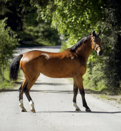 HorseID: 2312396 To Havanna HH - PhotoID: 1097481