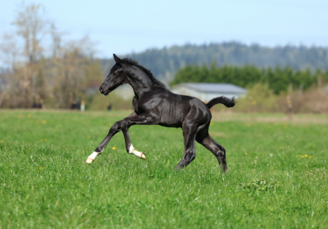 HorseID: 2312399 Warlord - PhotoID: 1097484