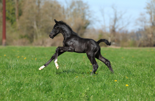 HorseID: 2312399 Warlord - PhotoID: 1097485