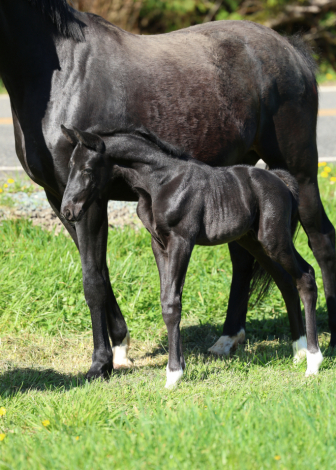 HorseID: 2312399 Warlord - PhotoID: 1097486