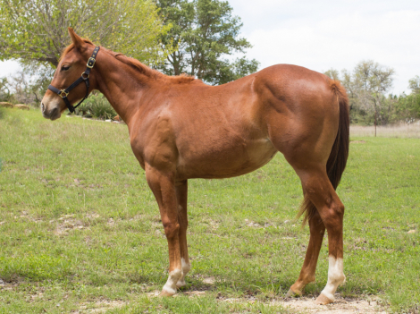 HorseID: 2312403 2025 AQHA Magnetic Spark - PhotoID: 1097501