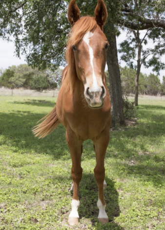 HorseID: 2312403 2025 AQHA Magnetic Spark - PhotoID: 1097502