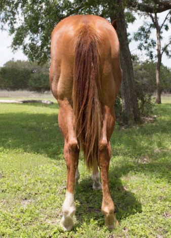 HorseID: 2312403 2025 AQHA Magnetic Spark - PhotoID: 1097503
