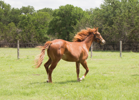 HorseID: 2312403 2025 AQHA Magnetic Spark - PhotoID: 1097504