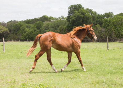 HorseID: 2312403 2025 AQHA Magnetic Spark - PhotoID: 1097505