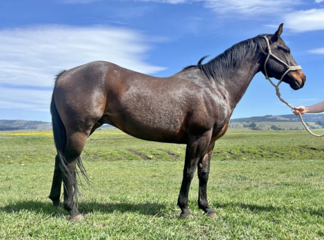 HorseID: 2312409 Spuds - PhotoID: 1097506