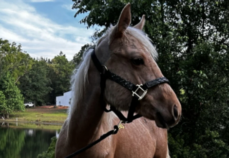 HorseID: 2312410 Hollywoods Smart Doc - PhotoID: 1097507