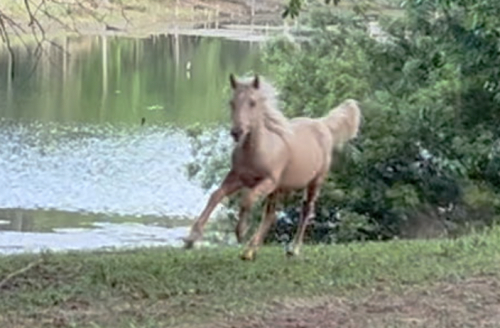 HorseID: 2312410 Hollywoods Smart Doc - PhotoID: 1097508