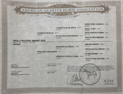 HorseID: 2312410 Hollywoods Smart Doc - PhotoID: 1097510