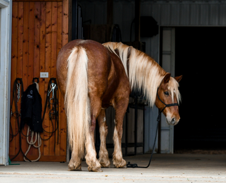 HorseID: 2312413 Pudge - PhotoID: 1097511