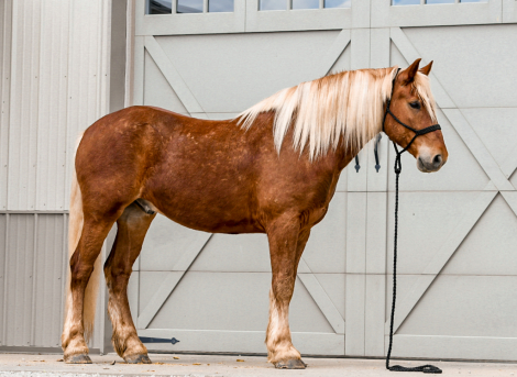 HorseID: 2312413 Pudge - PhotoID: 1097513