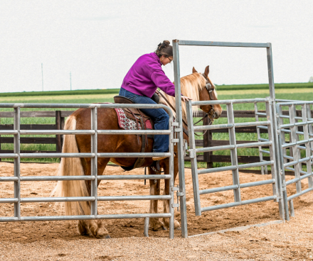 HorseID: 2312413 Pudge - PhotoID: 1097514