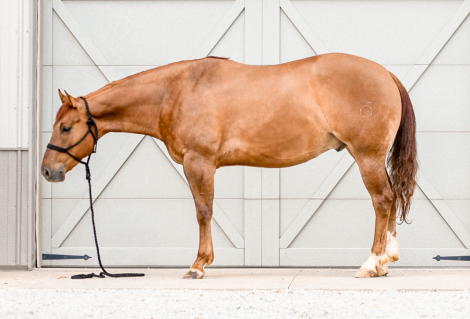 HorseID: 2312415 No limits By Guthrie - PhotoID: 1097516