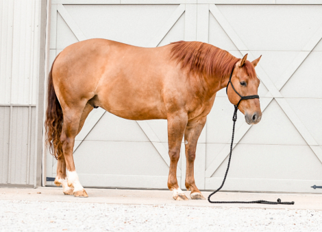 HorseID: 2312415 No limits By Guthrie - PhotoID: 1097518
