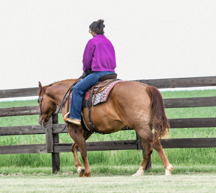 HorseID: 2312415 No limits By Guthrie - PhotoID: 1097519