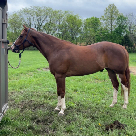 HorseID: 2312417 ELB GO - PhotoID: 1097524