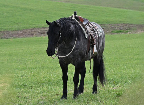 HorseID: 2312419 Wrangler - PhotoID: 1097526