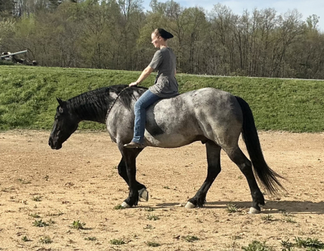 HorseID: 2312419 Wrangler - PhotoID: 1097527