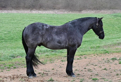 HorseID: 2312419 Wrangler - PhotoID: 1097528