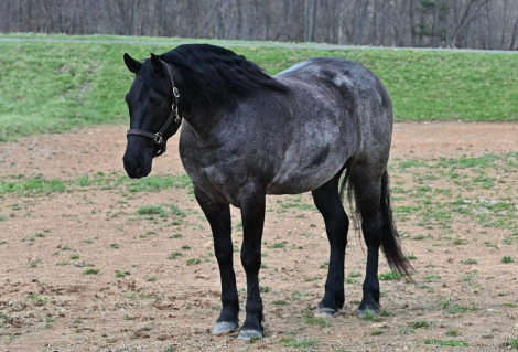 HorseID: 2312419 Wrangler - PhotoID: 1097529
