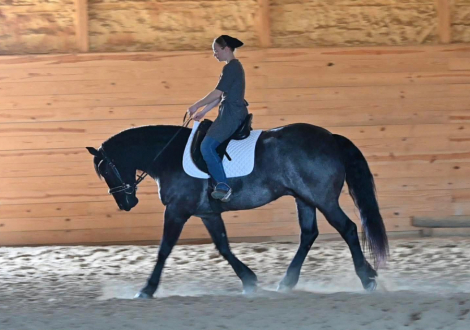 HorseID: 2312419 Wrangler - PhotoID: 1097530