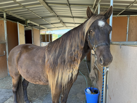 HorseID: 2312421 B and T’s Ramblin Doc - PhotoID: 1097531