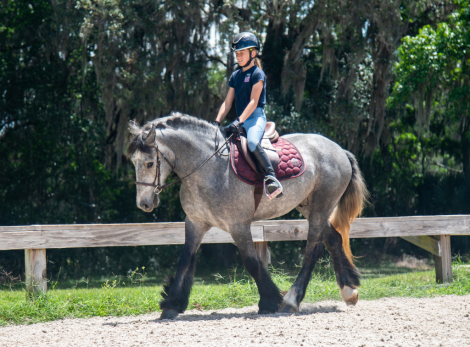 HorseID: 2312422 Teddington xrays and ppe on file - PhotoID: 1097536
