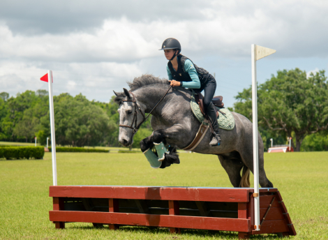 HorseID: 2312422 Teddington xrays and ppe on file - PhotoID: 1097537