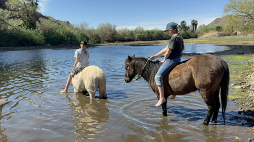 HorseID: 2312423 Bumblebee - PhotoID: 1097547