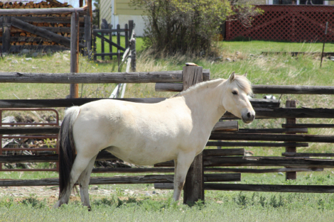 HorseID: 2312428 Whispering Winds Tora Bastiansdatter - PhotoID: 1097548