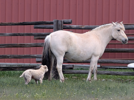HorseID: 2312428 Whispering Winds Tora Bastiansdatter - PhotoID: 1097549