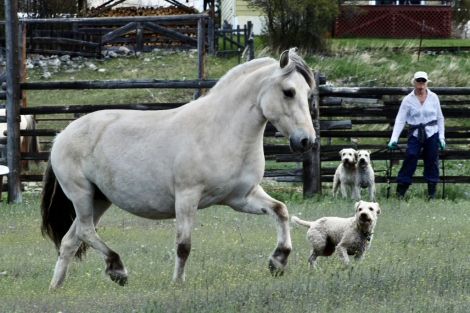 HorseID: 2312428 Whispering Winds Tora Bastiansdatter - PhotoID: 1097550