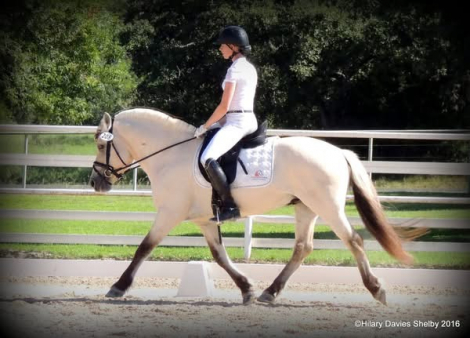 HorseID: 2312428 Whispering Winds Tora Bastiansdatter - PhotoID: 1097551