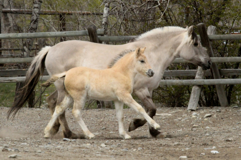 HorseID: 2312428 Sunnyside Njord's Wilma - PhotoID: 1097548