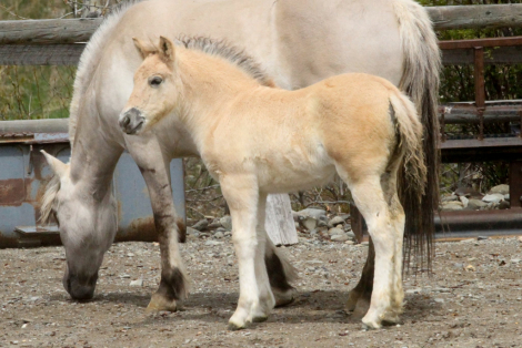 HorseID: 2312428 Sunnyside Njord's Wilma - PhotoID: 1097549