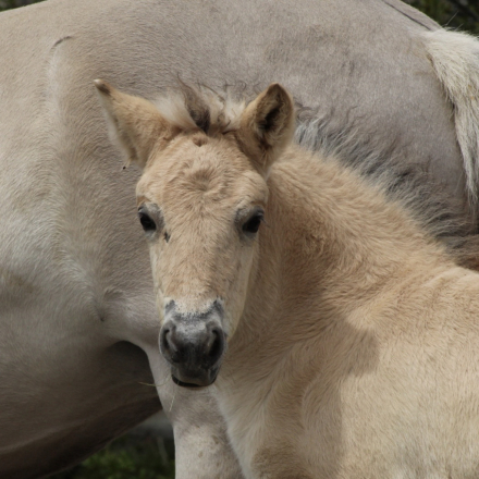 HorseID: 2312428 Sunnyside Njord's Wilma - PhotoID: 1097550