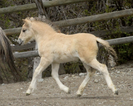 HorseID: 2312428 Sunnyside Njord's Wilma - PhotoID: 1097551