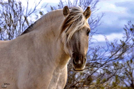 HorseID: 2312428 Sunnyside Njord's Wilma - PhotoID: 1097777